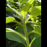Topinambour patate, Helianthus tuberosus (fam Asteracees) (peut-etre) (5)
